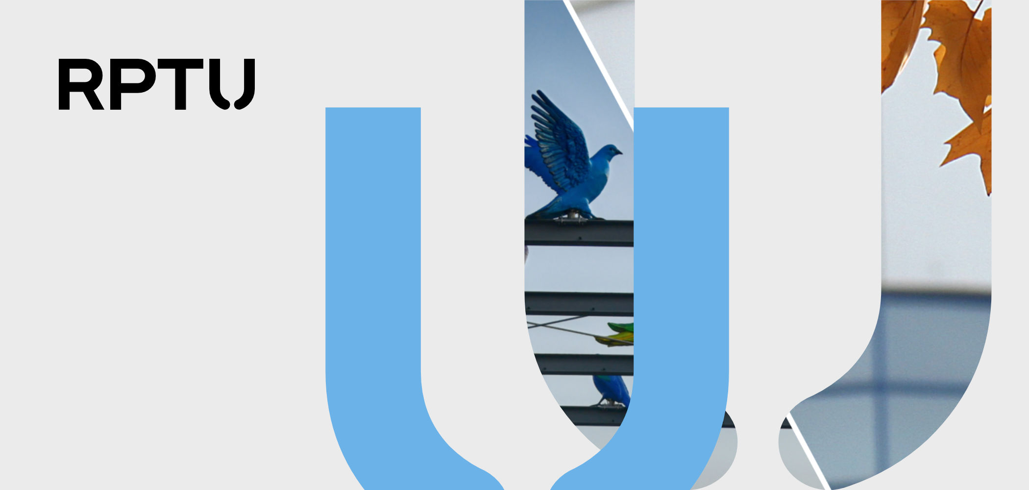 Grafik auf hellgrauem Hintergrund. Links oben in der Ecke ist das Logo der RPTU, rechts daneben ist ein großes, unten angeschnittenes U in hellblau, dahinter und nach rechts versetzt in das gleiche U in größer. Statt einer Farbe ist darin ein zweigeteiltes Foto mit Vogelfiguren auf einem Metallkonstrukt und einer unscharfen architektonischen Fassade und herbstliche Blätter.